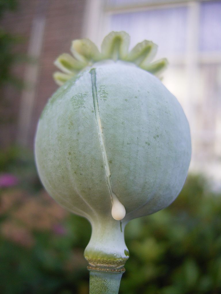 This photo shows a seedhead of Opium Poppy Papaver somniferum, with milky latex sap oozing from a recent cut