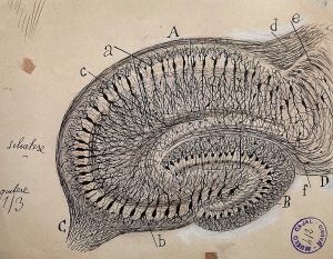 A skilful pen and ink drawing of the hippocampus by 19th century Spanish scientist Ramón y Cajal. It emphasises pyramidal cells and their connections.