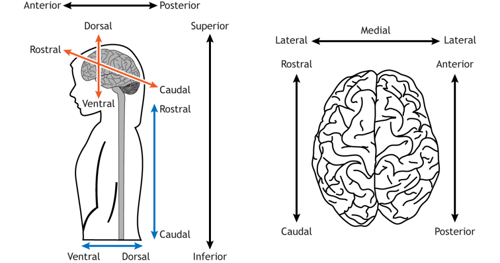 Outline of human figure looking to the left with a brain and spinal cord. Compass directions for the nervous system are labelled; dorsal (top of brain), ventral (bottom), rostral (front) and caudal (back). An arrow at the top indicates anterior is the direction the figure is looking in, posterior the opposite (behind); superior is the top of the figure, inferior the bottom. A second image is of the brain viewed from the top. Rostral and caudal are labelled (front and back); lateral describes the horizontal measure, with medial, the mid point, aligned with the centre of the brain. We can use these compass directions to describe whether we’re looking at the front, back, top or bottom of the brain.