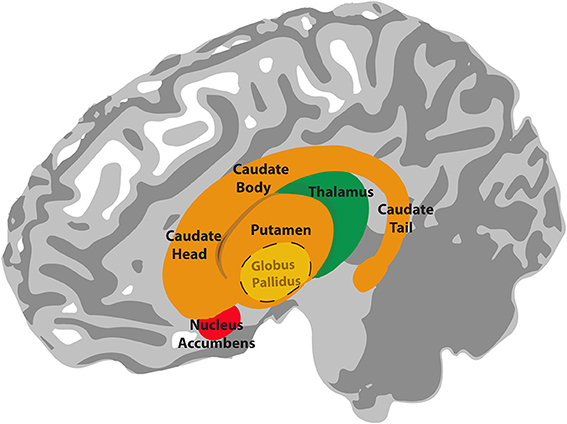 View of brain from the side showing the basal ganglia lying below the cerebral cortex; position of the nucleus accumbens, caudate head, body and tail, globus pallidus, putamen, and thalamus, all labelled.