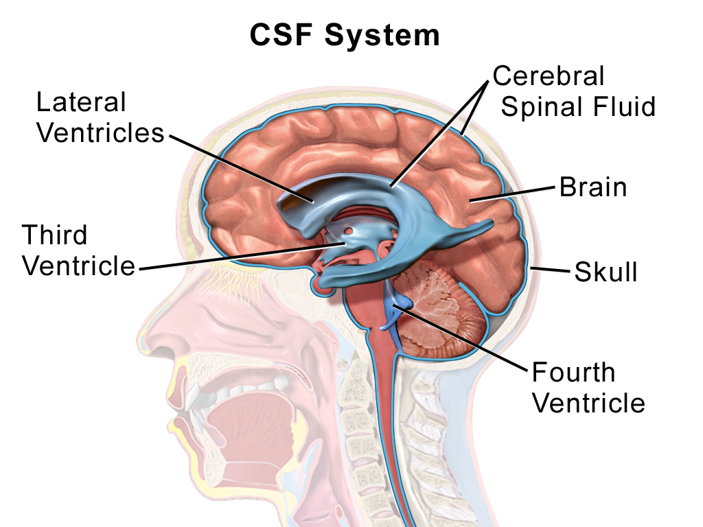 Slice-through diagram of human head looking to the right, showing the cerebrospinal fluid system, the lateral ventricles, third and fourth ventricle, brain and skull.