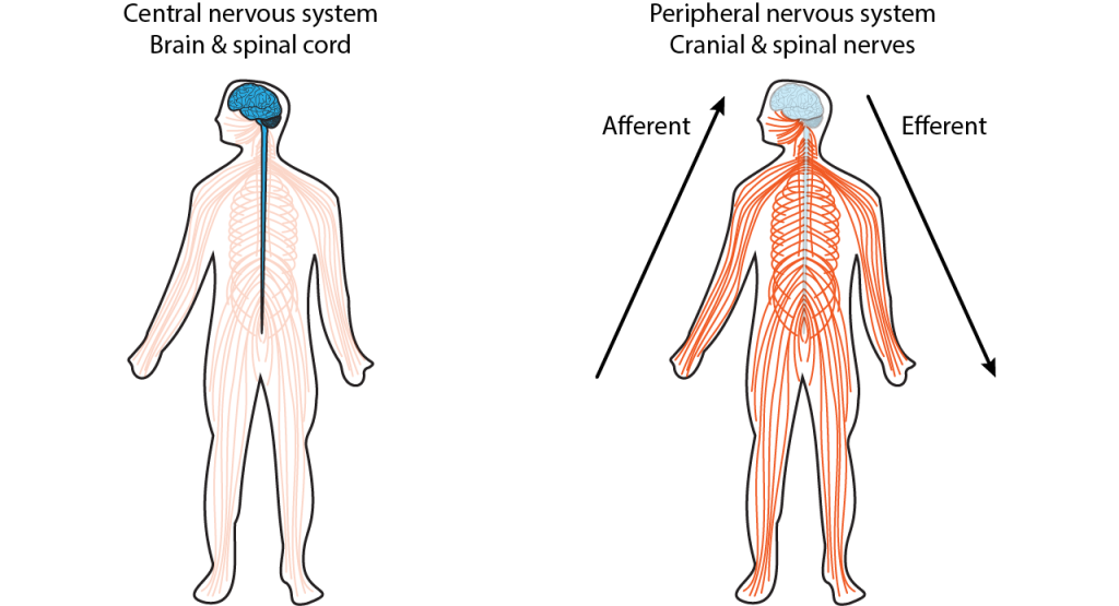 Two outline human figures, the left with the brain and spinal cord drawn to illustrate the central nervous system, the right showing the cranial and spinal nerves within the figure to illustrate the greater reach and extent of the peripheral nervous system.
