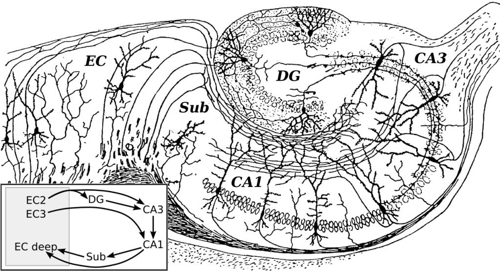 Line drawing of hippocampal circuitry by Cajal