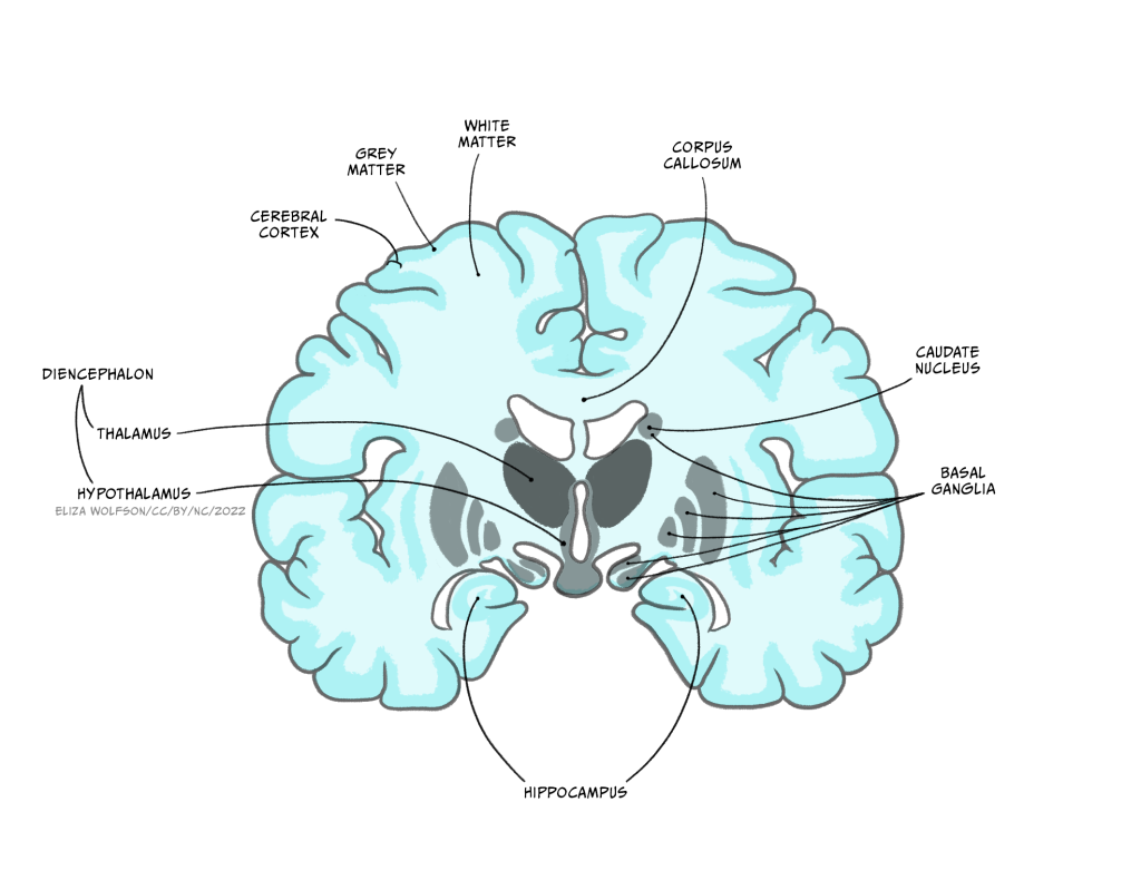 Exploring the brain: a tour of the structures of the nervous system ...