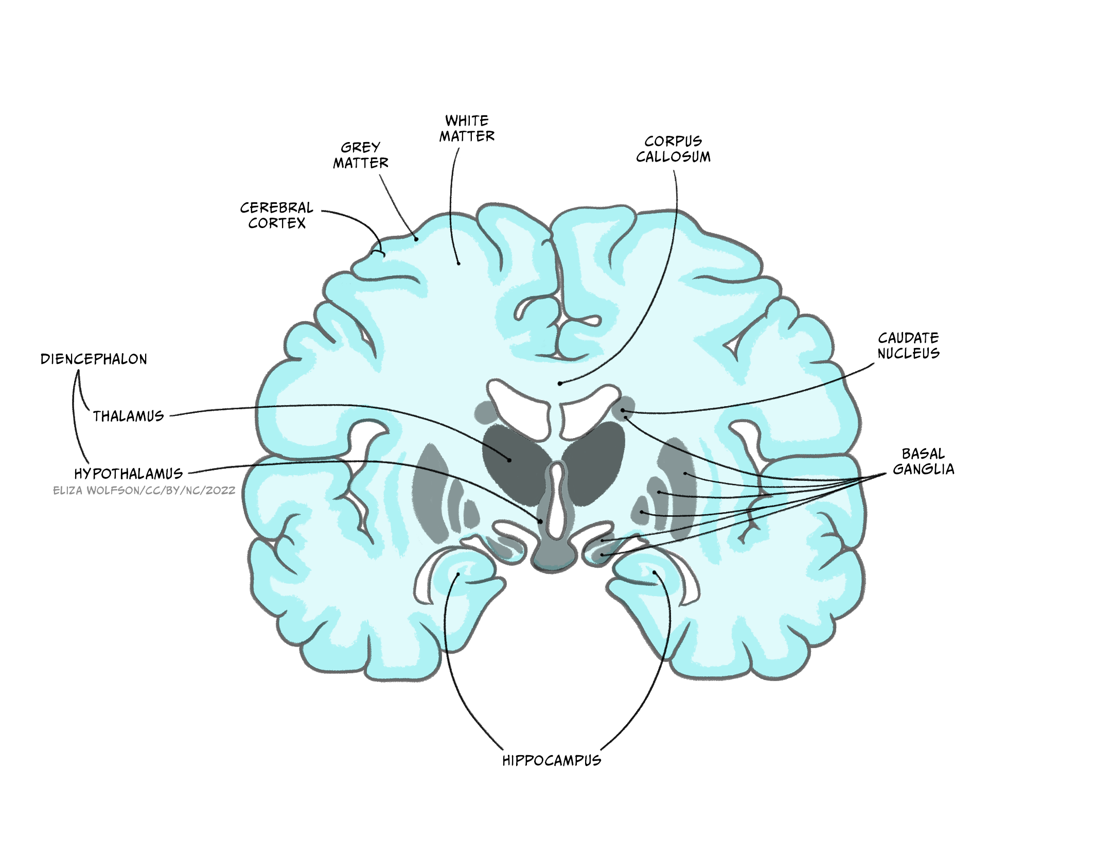 An anatomical slice drawing of the coronal section of the forebrain, showing the location of the basal ganglia, caudate nucleus, hypothalamus and more