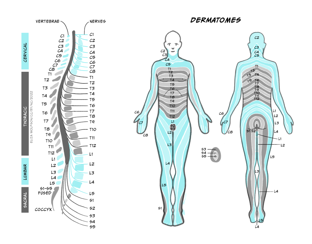 On the left is a diagram of the regions of the spine, from sacral to lumbar, with label names for where the nerve enters the vertebrae. To the right is a simple outline of a human, front and back view, with labelled dermatomes