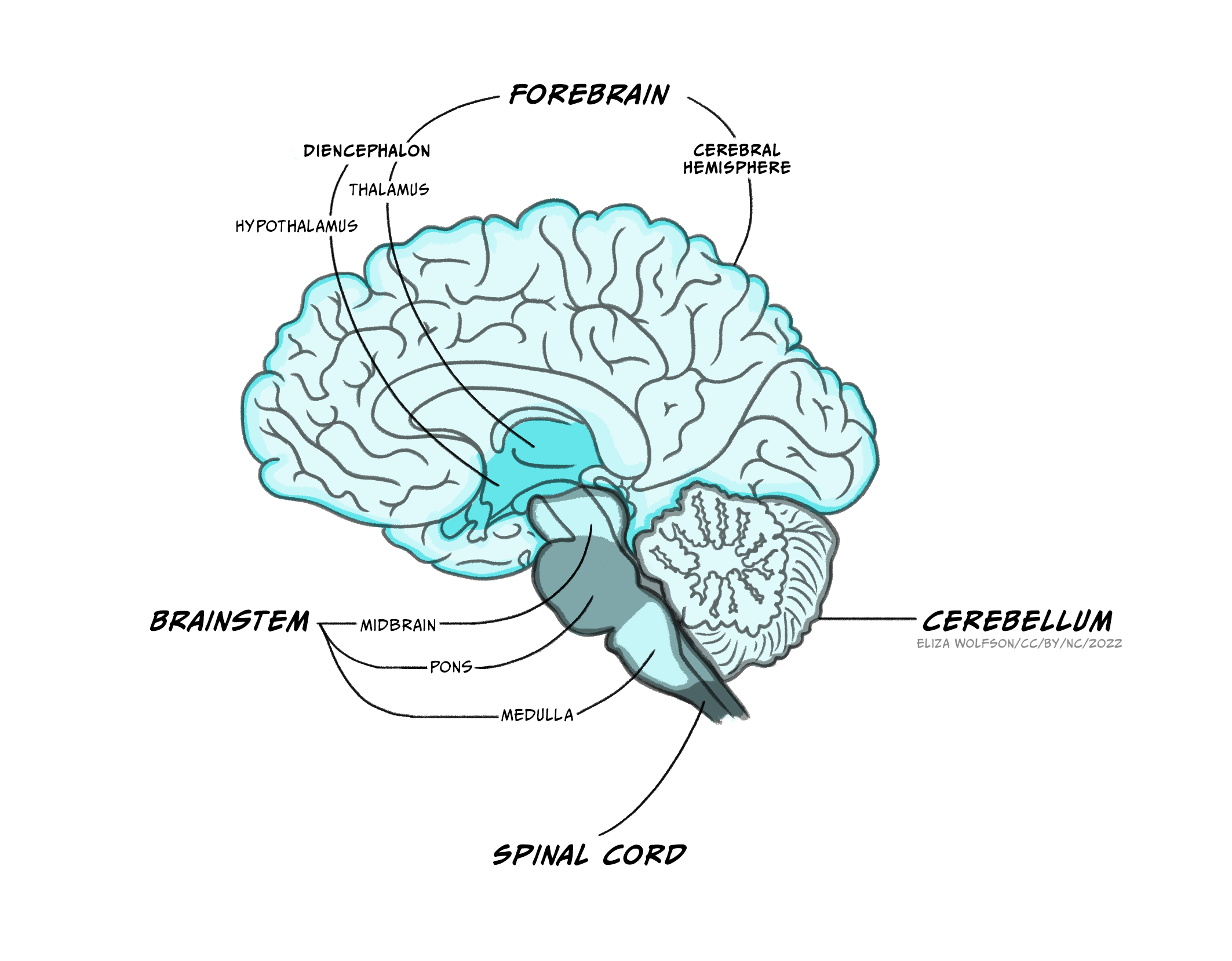 Lateral view of the brain showing the brainstem, the cerebellum and the forebrain.