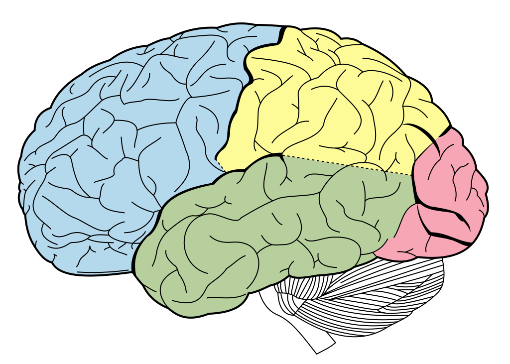 A diagram of the brain viewed from the side, with the frontal cortex area consisting of the front part of the brain coloured blue, the parietal lobe (top middle) yellow, the occipatal lobe (bottom middle) green, and the smaller temporal lobe at the back, red.