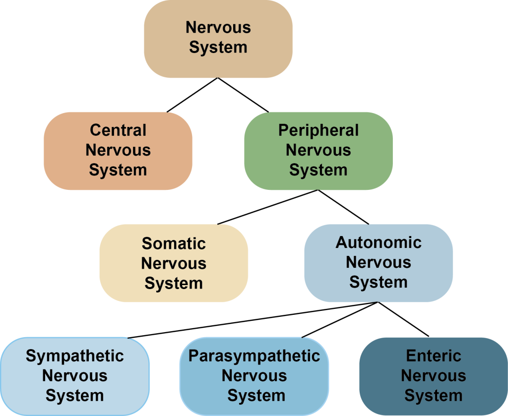 Exploring The Brain A Tour Of The Structures Of The Nervous System Introduction To Biological 