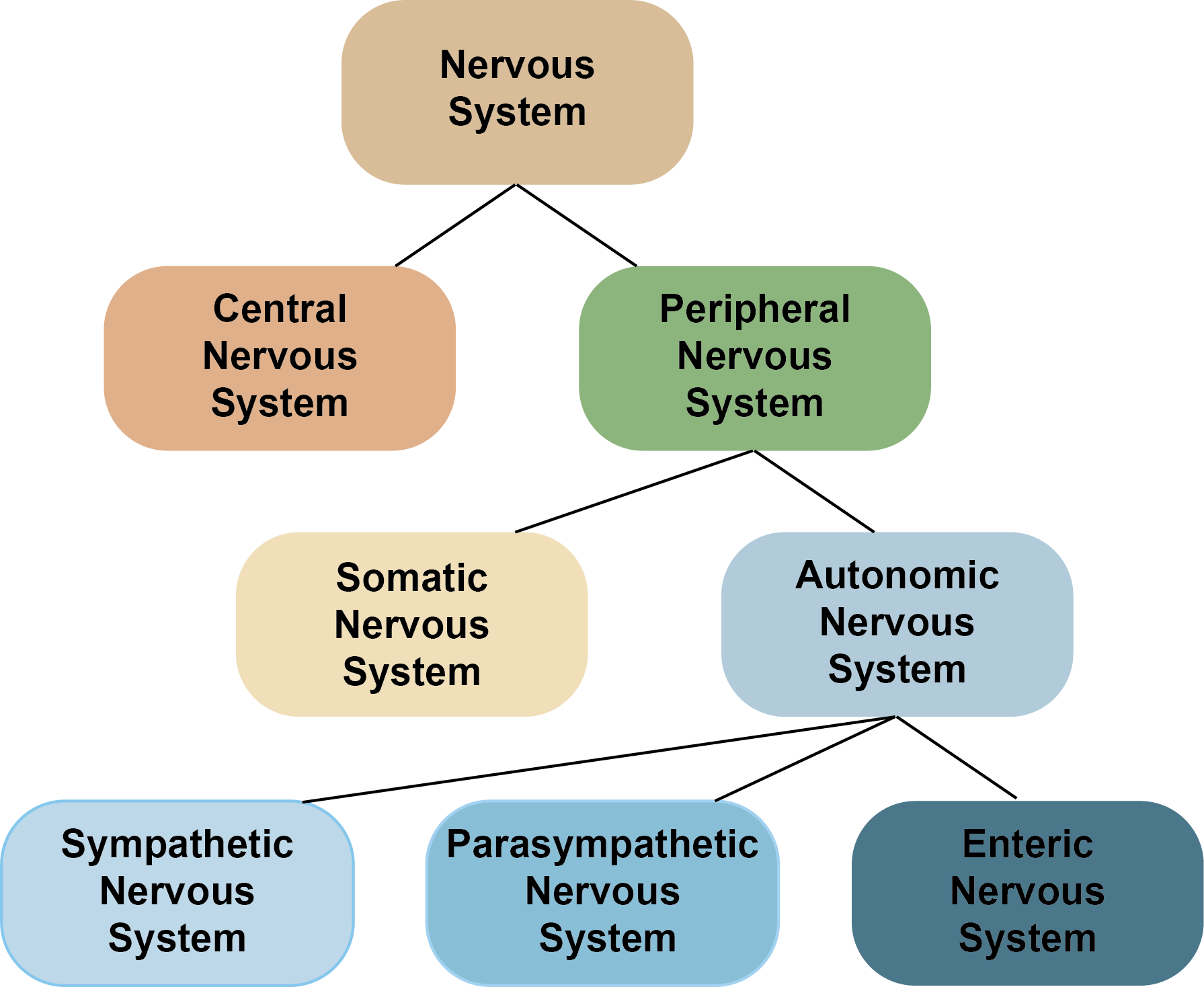 Hierarchical label diagram showing the divisions of the nervous system. The nervous system is at the top, with lines going to the CNS and PNS below. From the PNS are lines to the Somatic nervous system and the Autonomic Nervous system below. Finally on the lowest level are the Sympathetic Nervous system, the Parasympathetic nervous system, and the Enteric Nervous system, with lines connecting them to the ANS on the level above.