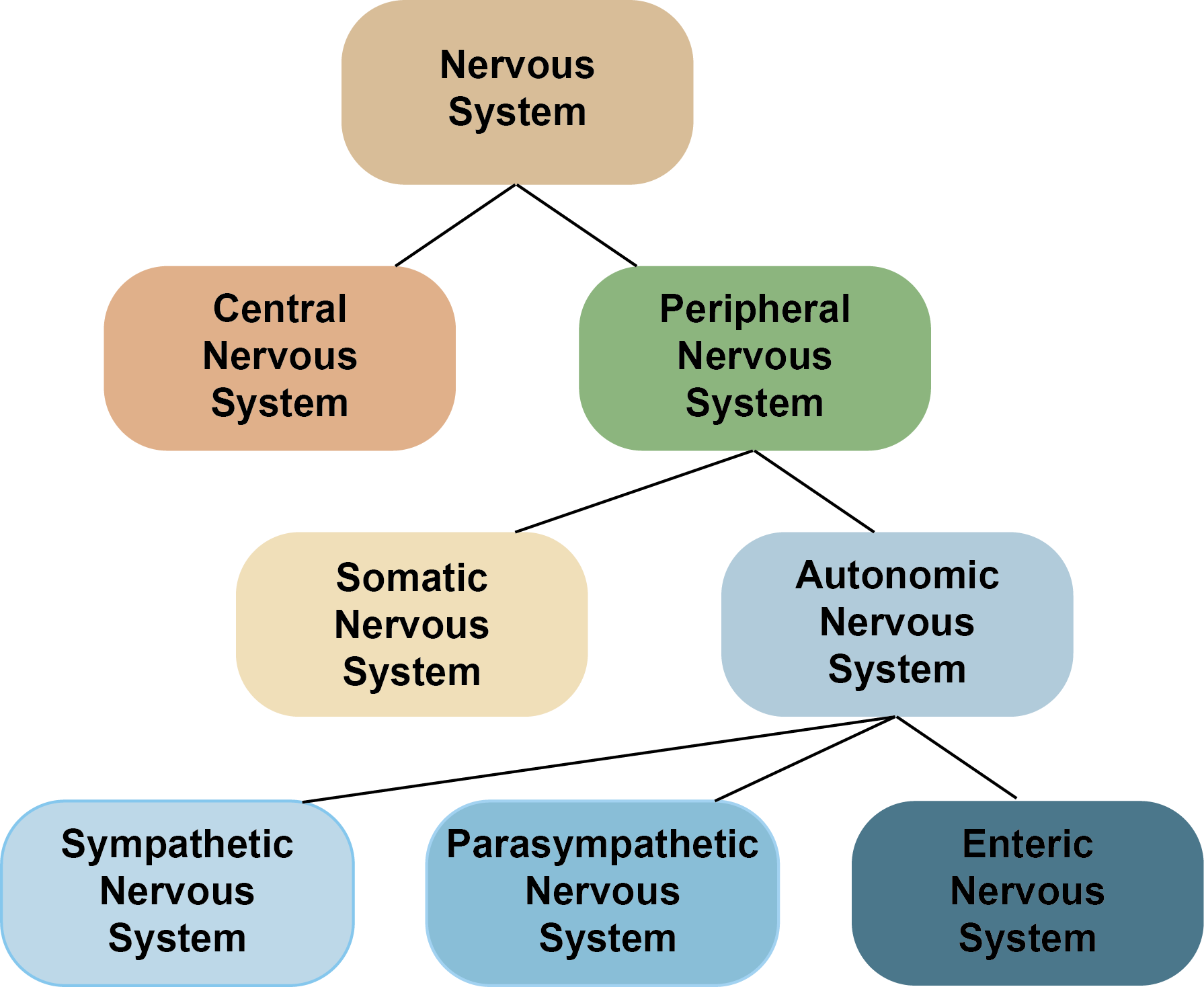 autonomic-nervous-system-divisions