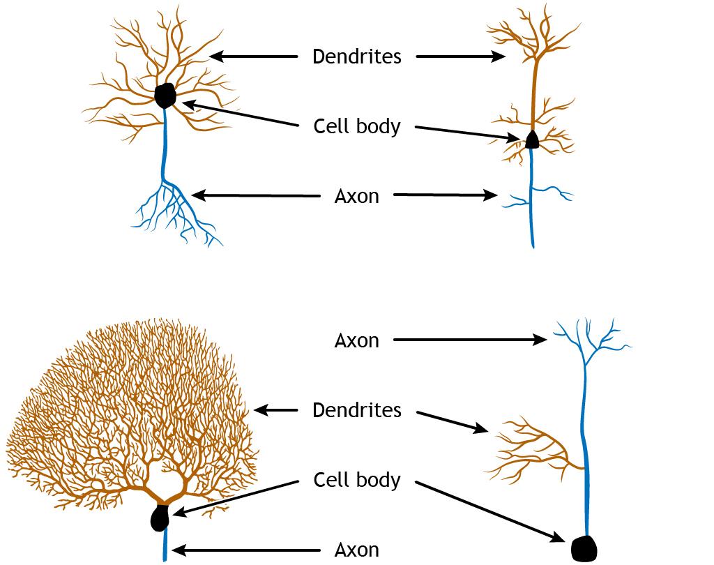 Axon hillock - Wikipedia