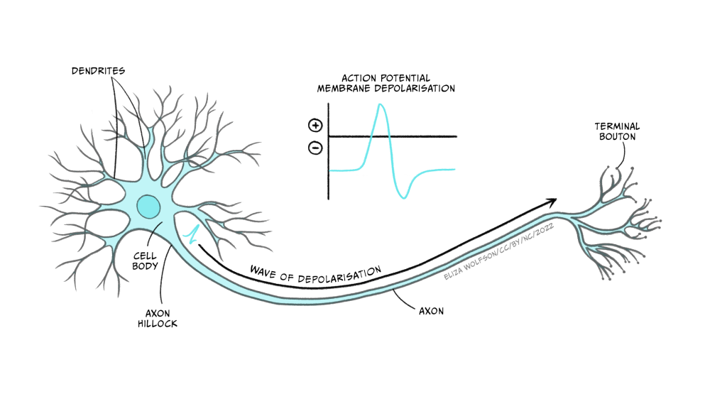 Neuronal Transmission – Introduction To Biological Psychology