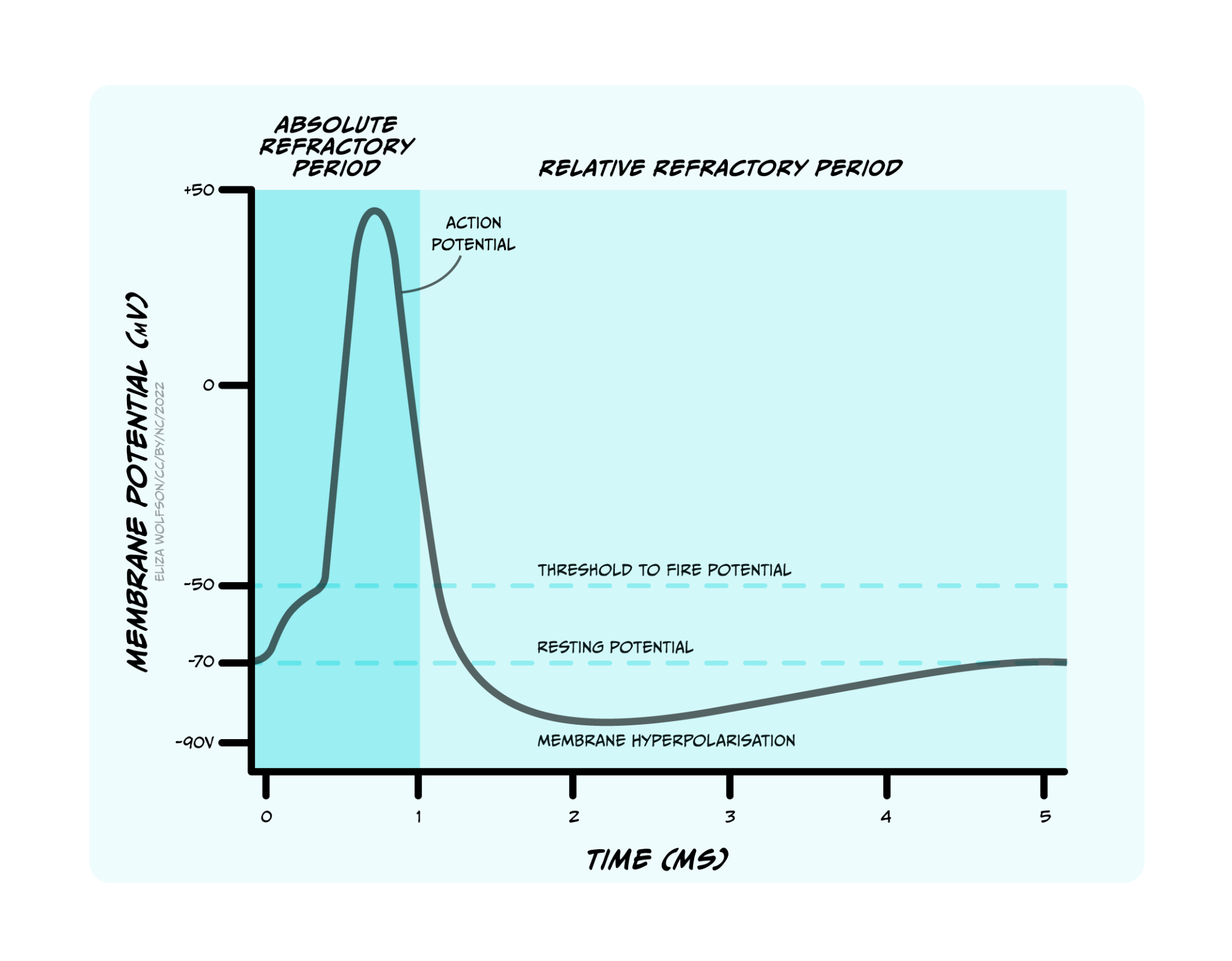 Ap Psychology: Mastering The Refractory Period   Explained Simply - gnvb5pd