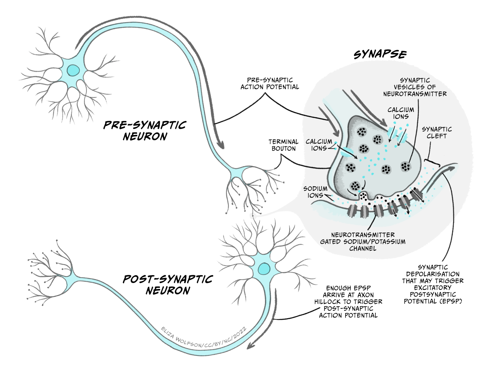 Neuronal Transmission – Introduction To Biological Psychology