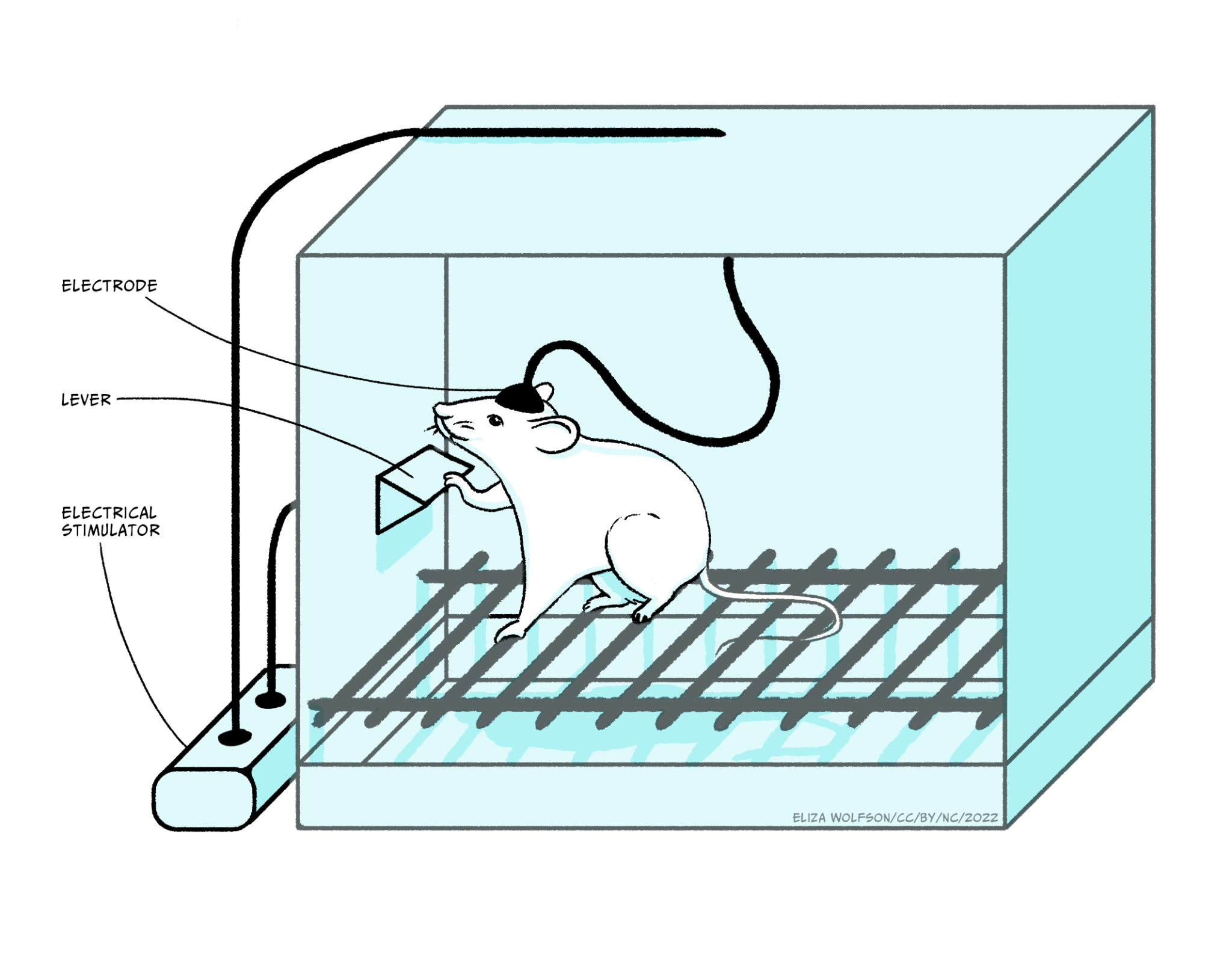 rat lever experiment