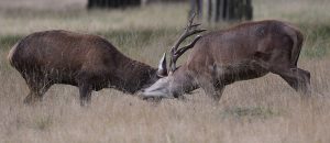 Two male red deer face each other in battle with locked antlers