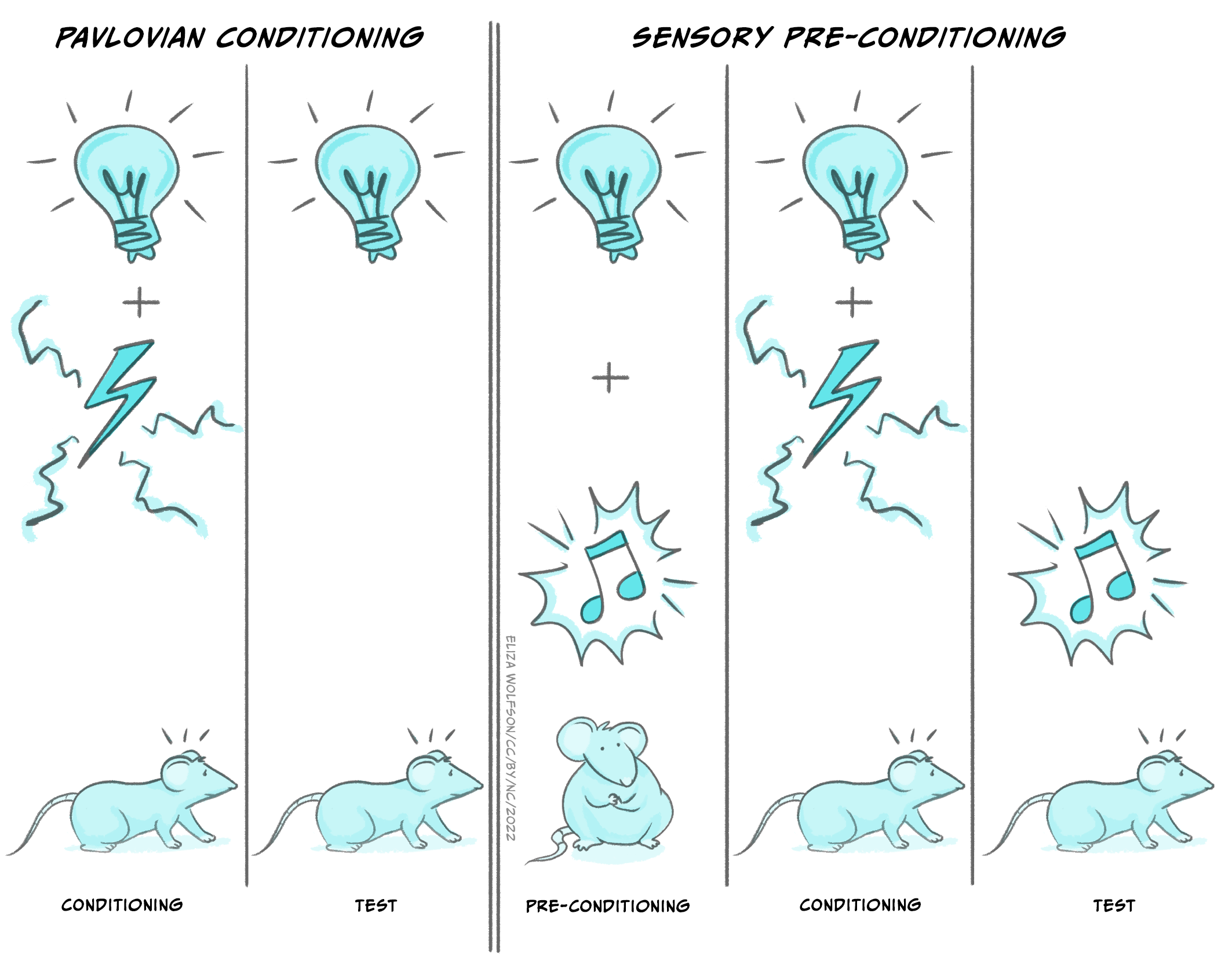 Cartoon drawing of mouse and lightbulb illustrating Pavlovian conditioning and sensory pre-conditioning