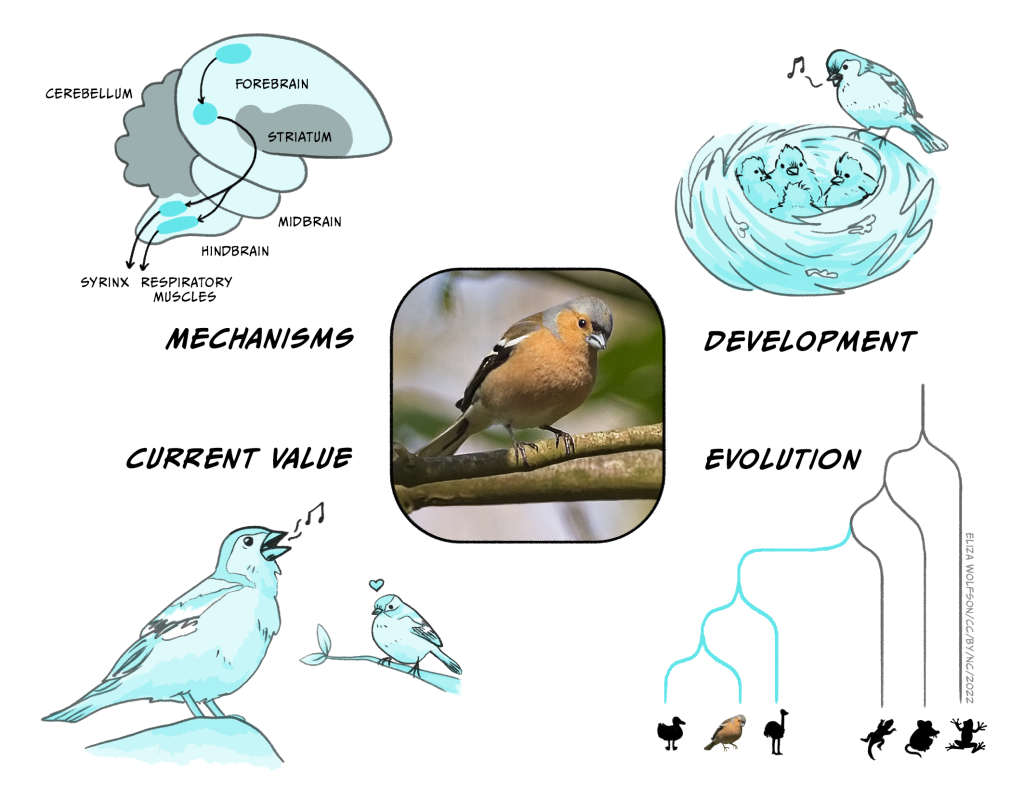 Diagram illustrating reasons why chaffinches sing in Spring