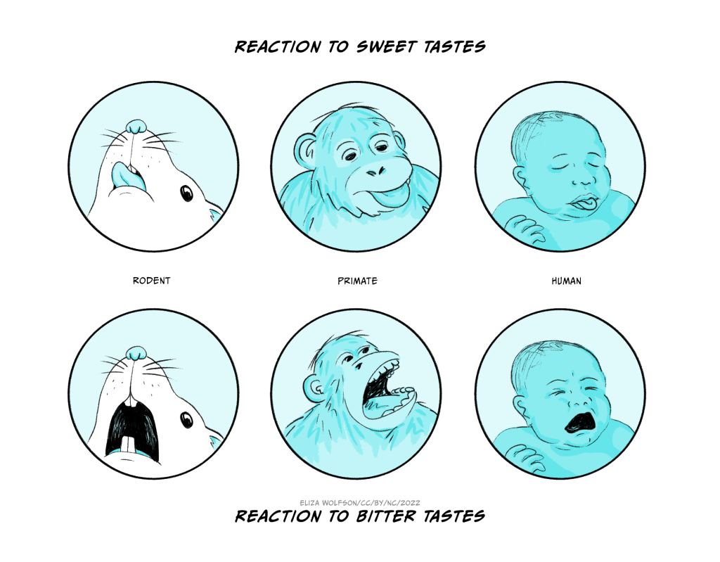 Drawings of the facial expressions of a rat, primate and a baby, showing the similarity of their reactions to sweet and bitter tastes