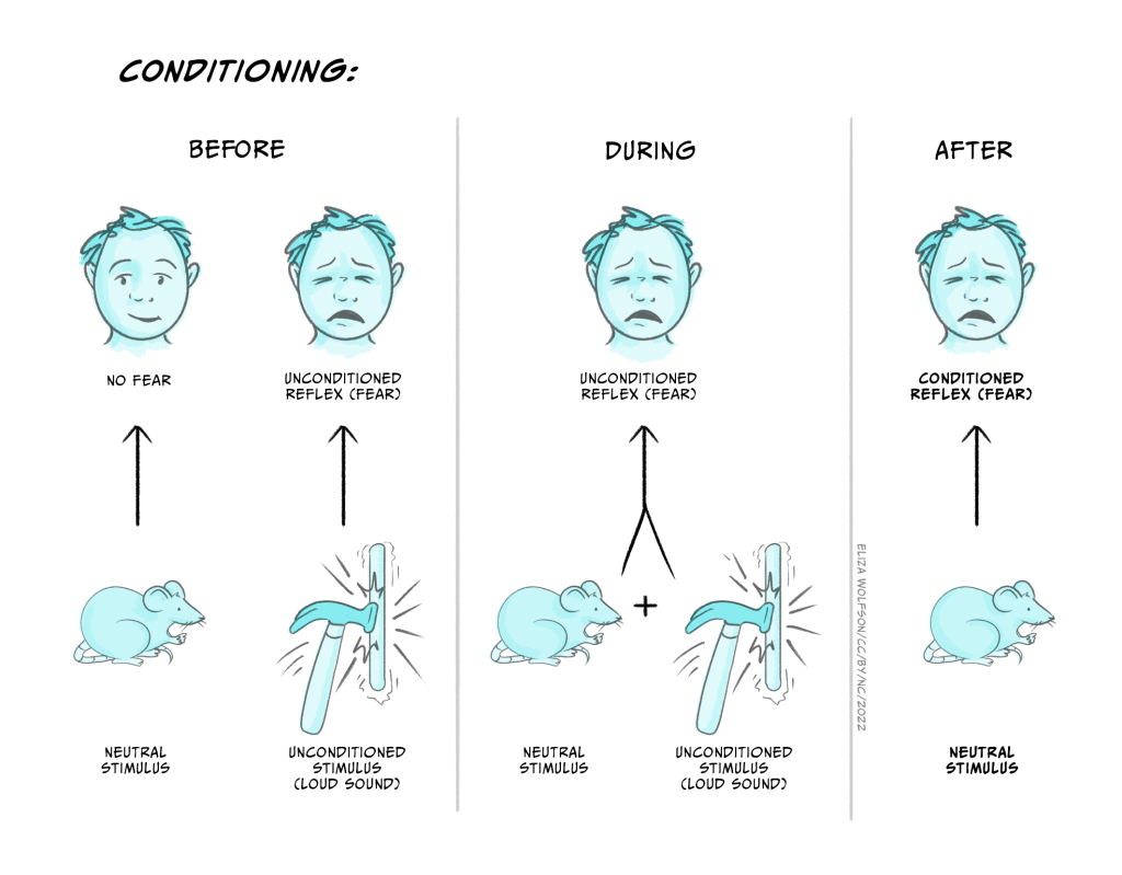 The conditioning procedure of a baby, Little Albert, showing before, during, and after stages.