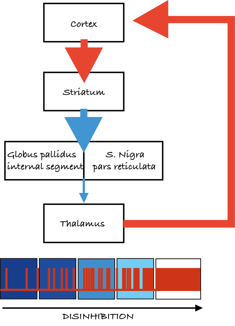 The motor system โ Introduction to Biological Psychology Biology Diagrams