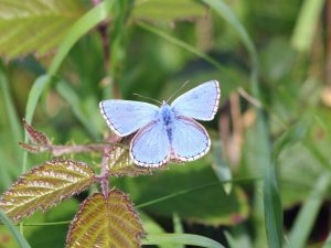 Adonis blue butterfly on a leaf