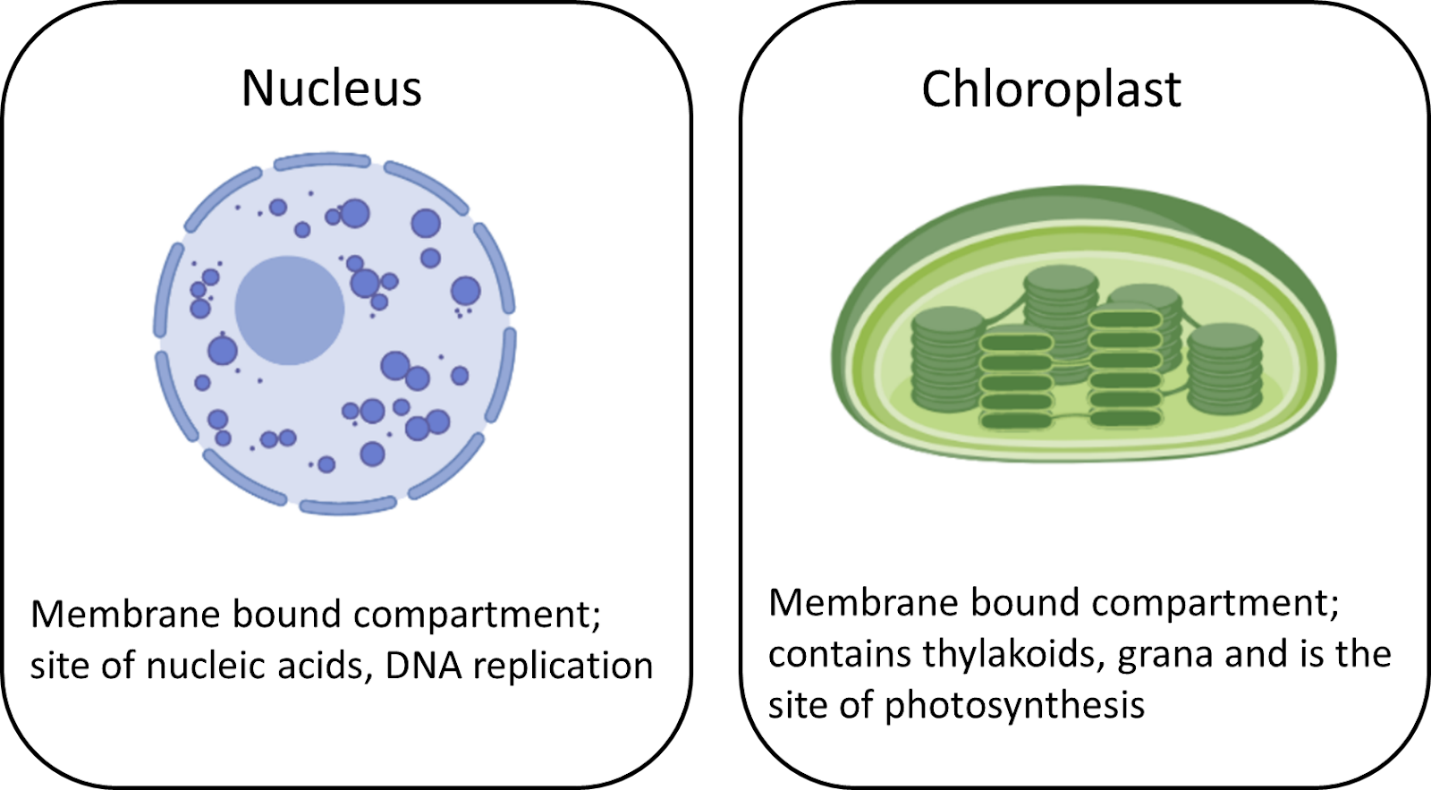 Cards created representing two different cellular components: Nucleus and Chloroplast