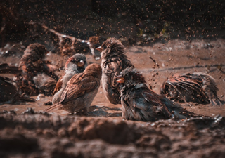 Decorative photograph of sparrows splashing in a muddy puddle