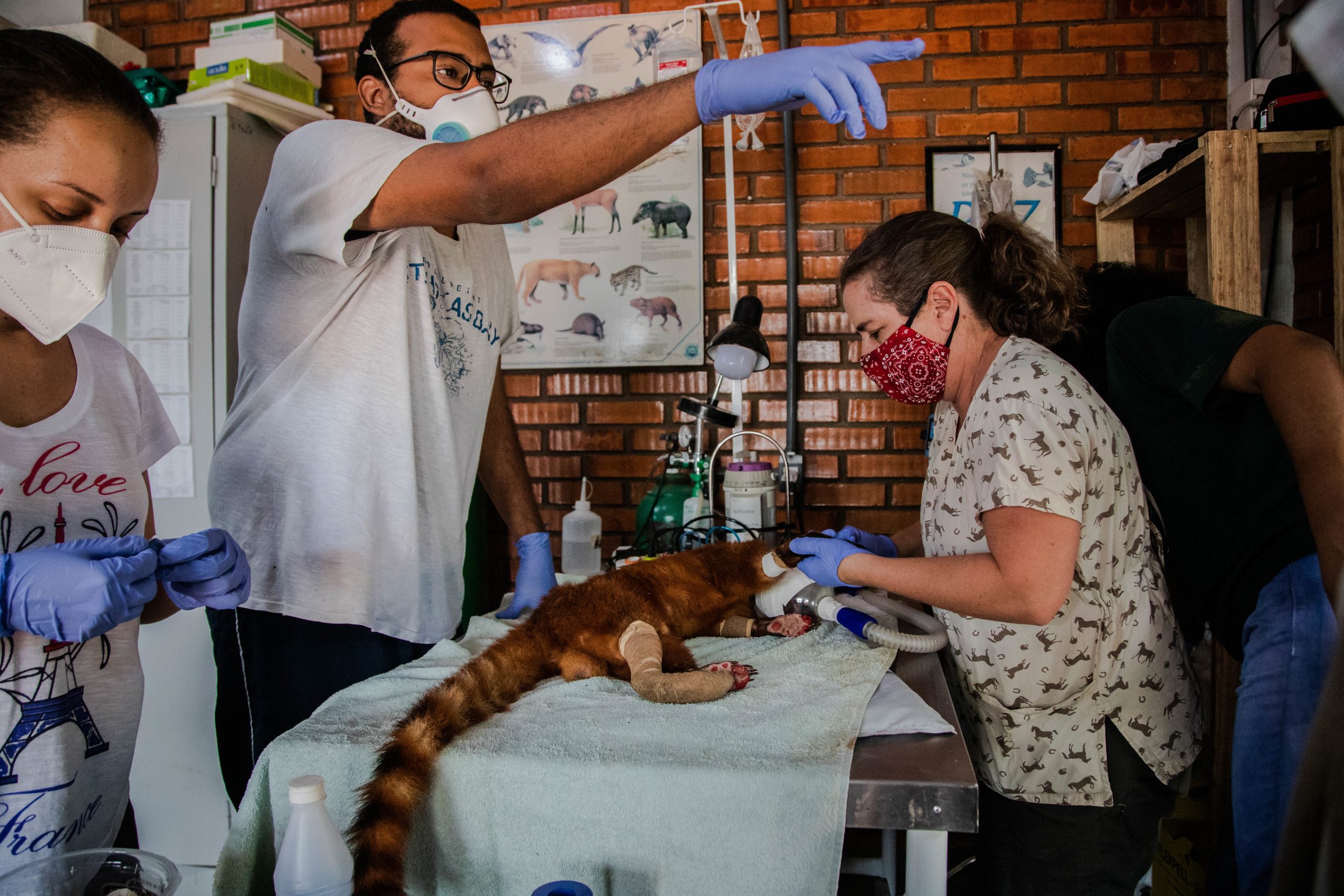 Volunteers and veterinarians change the bandages on a coati's burned paws after a wildfire in the Brazilian Pantanal, 2020.