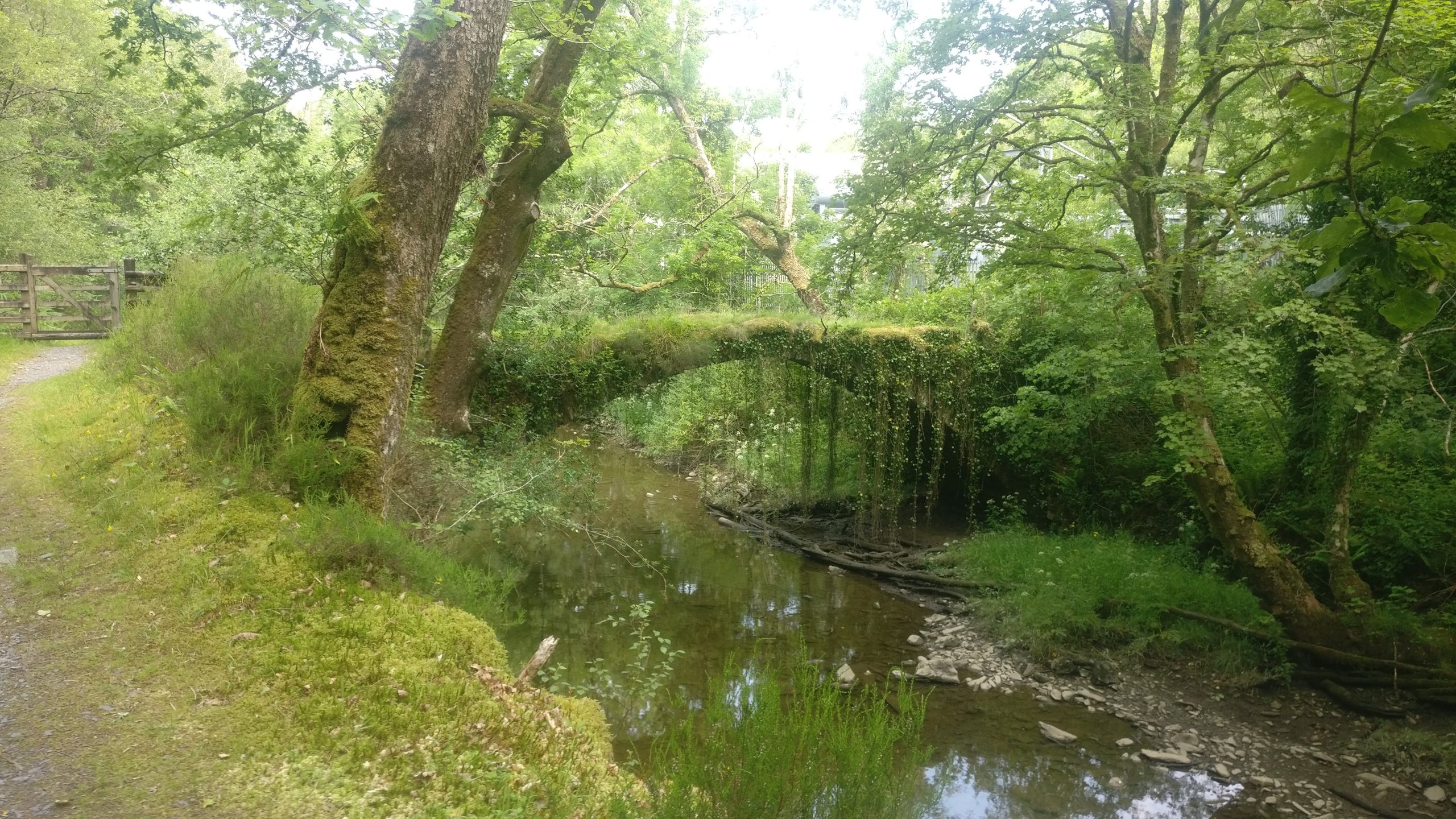 Photograph of trees with boughs their hanging over a stream, with a small bridge covered in dense green moss