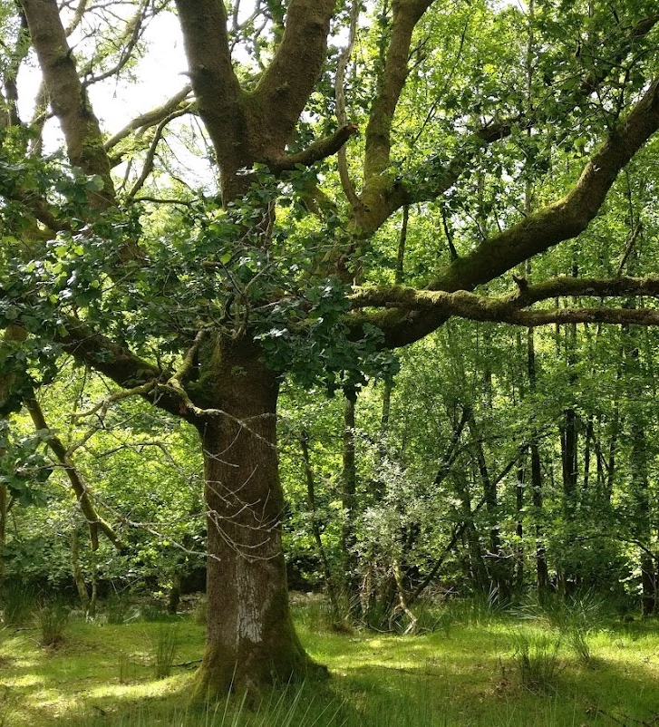Photograph of trees in a green woodland, with a large oak tree in the foreground