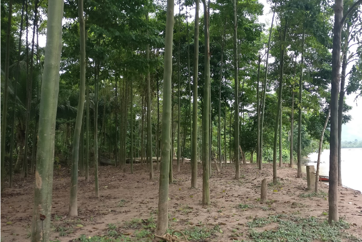Photograph of trees in a managed plantation, Peruvian Amazon, with minimal ground vegetation