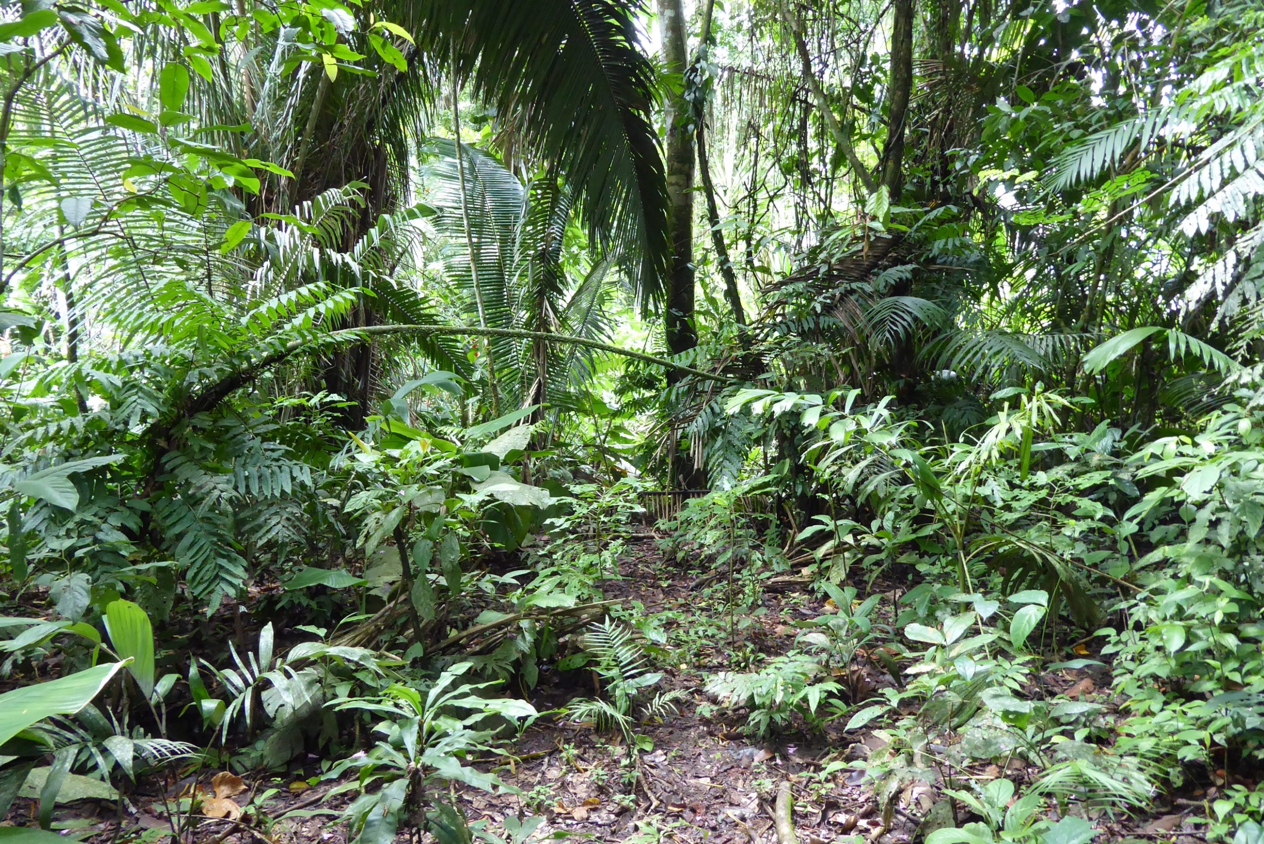 Photograph of trees in a unmanaged forest, Peruvian Amazon, with abundant ground vegetation