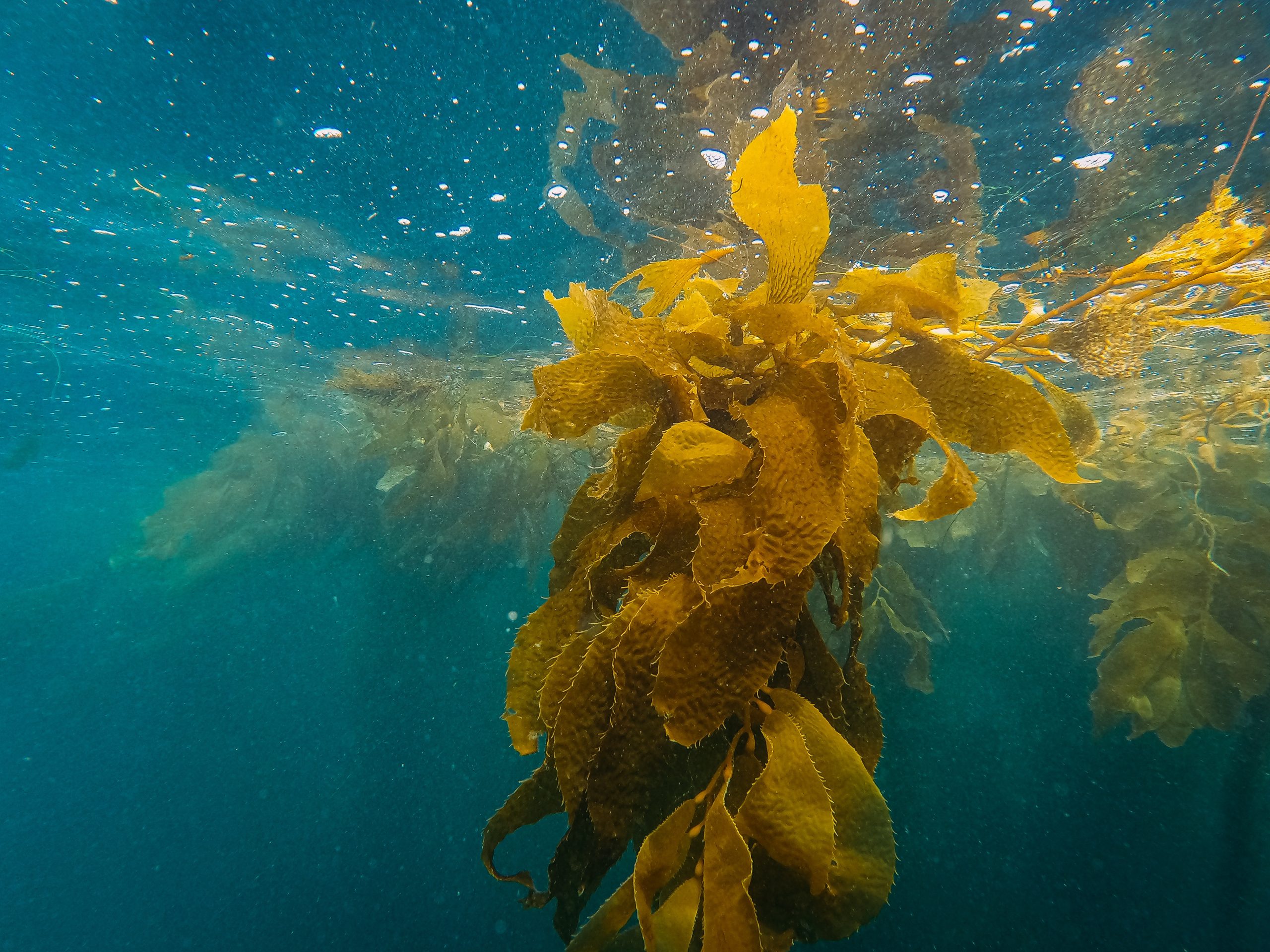 An underwater photograph of a kelp forest