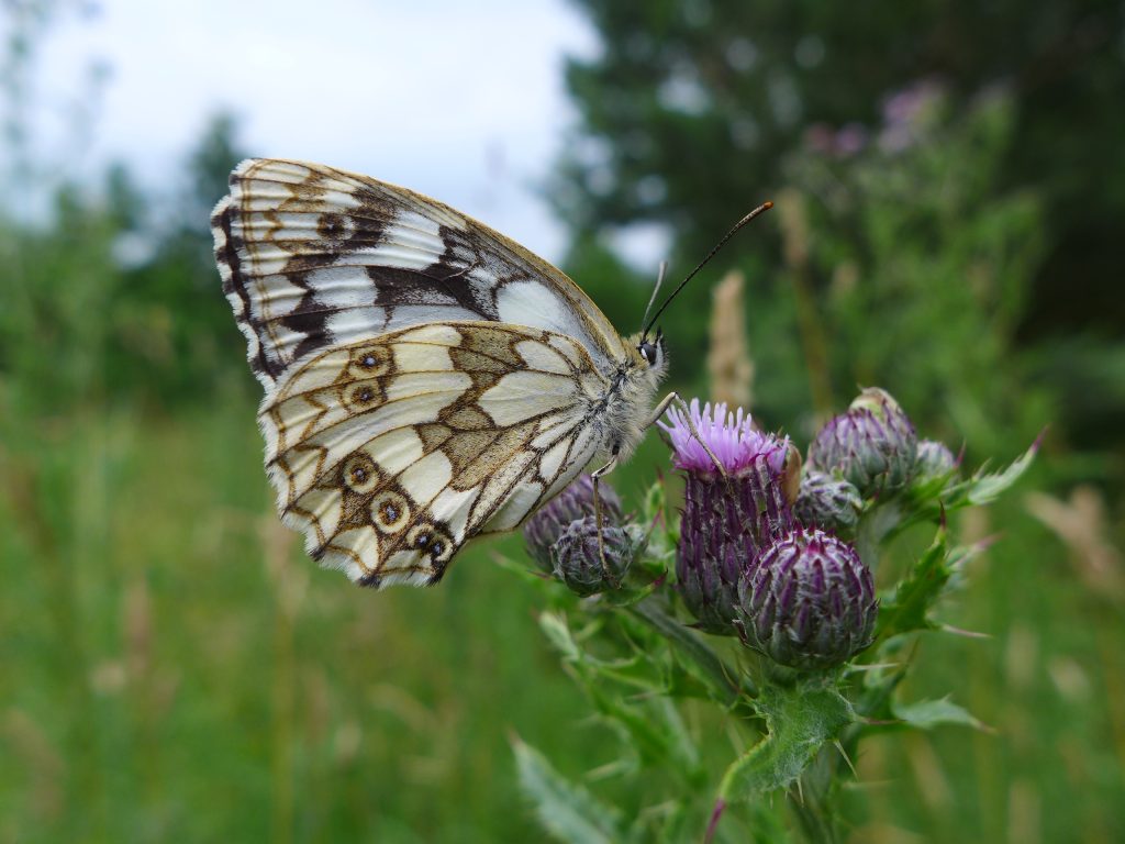 Marbled White butterfly