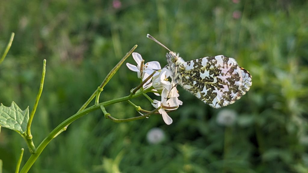 Orange Tip butterfly by Doctor Paolo Oprandi