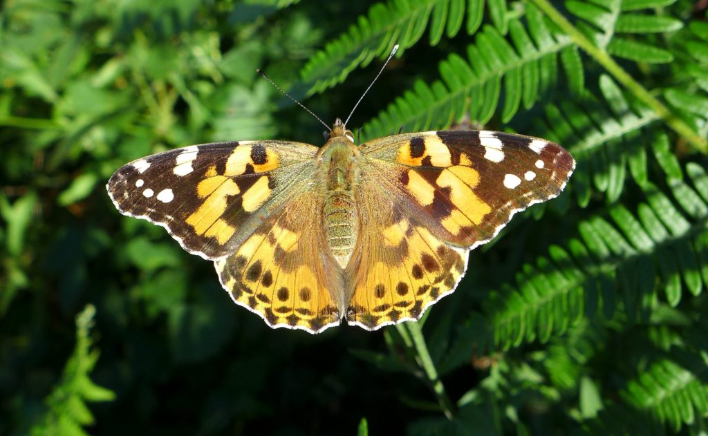 Painted Lady butterfly