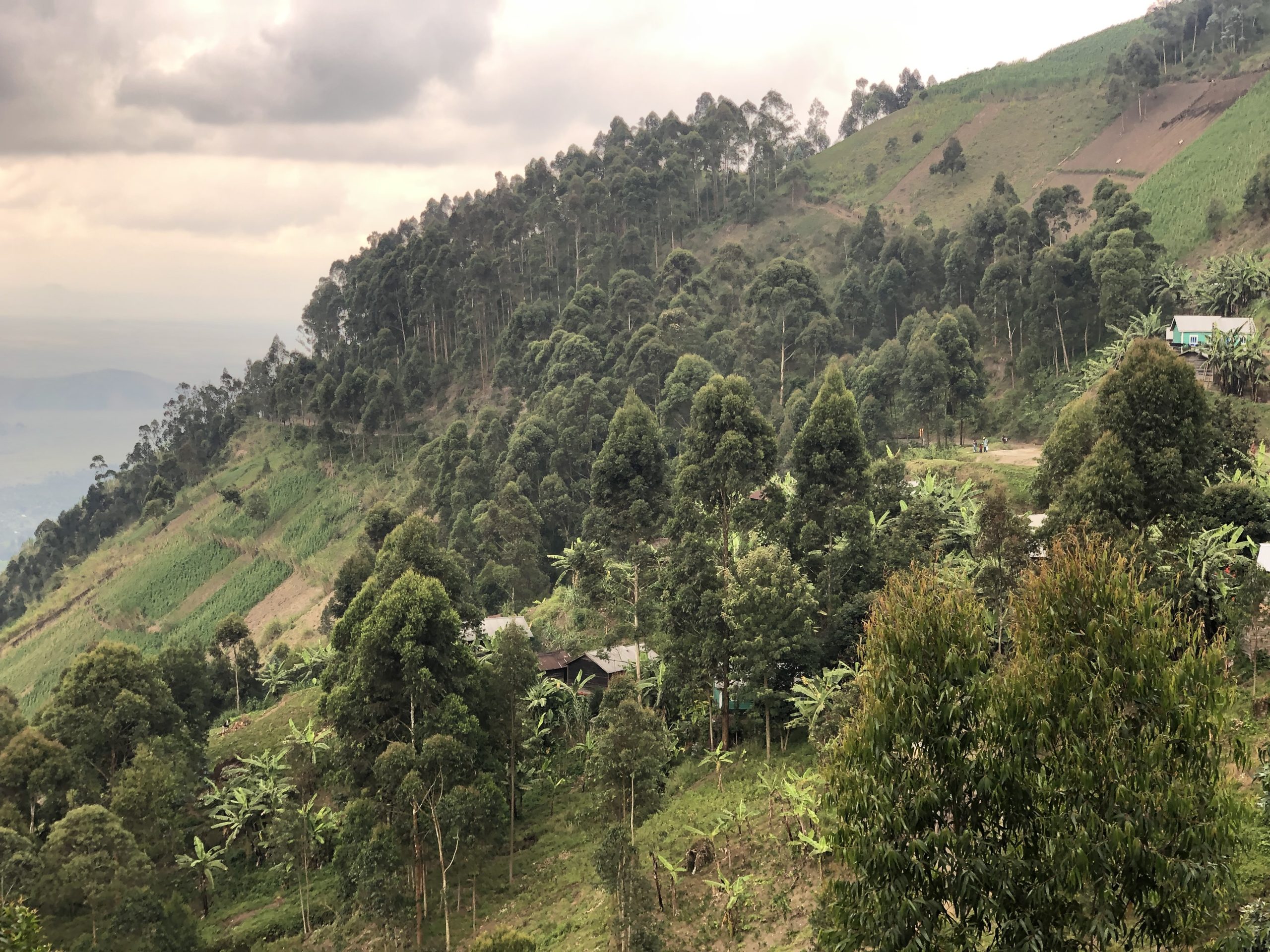 A photo of a hillside covered in vegetation and woodland with a few houses visible.