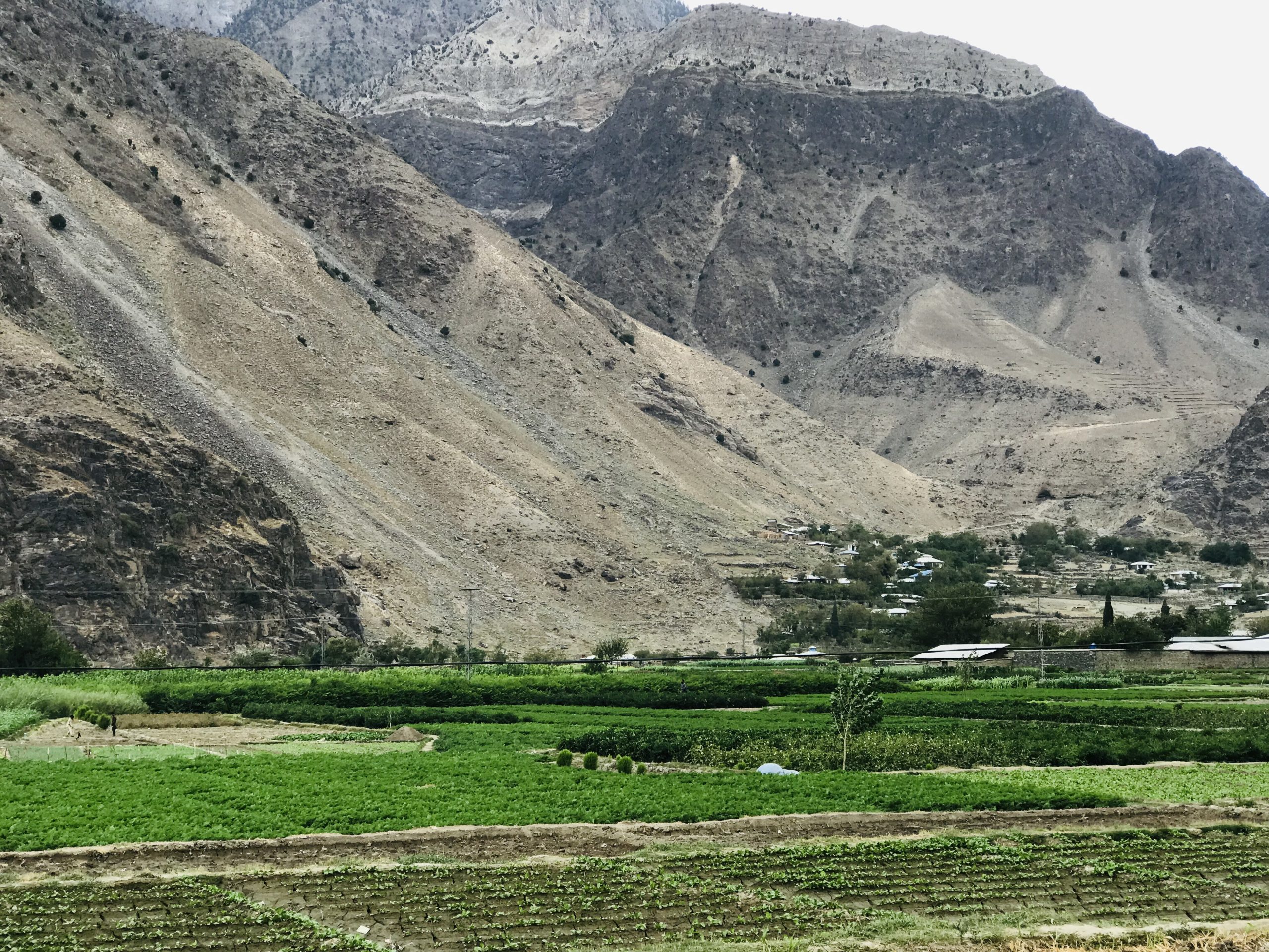 Photo of farmland – green fields and rows of crops – with mountains in the background.